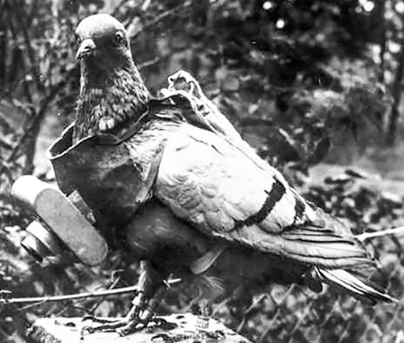 Голуби на войне 1941-1945