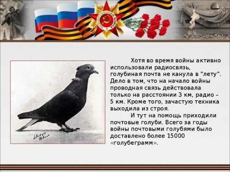Голубь зима