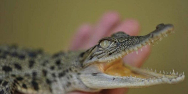 Новорожденный крокодильчик (65 фото)