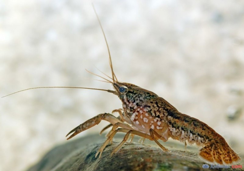 Procambarus virginalis
