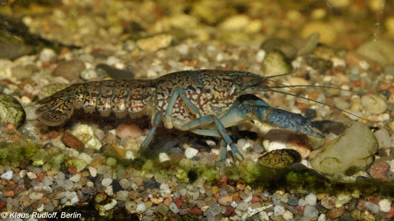 Procambarus fallax