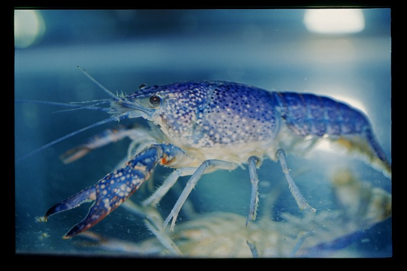 Cherax quadricarinatus Blue