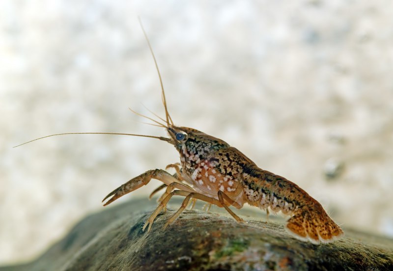 Cambarellus montezumae