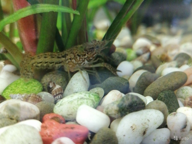 Cambarellus texanus в аквариуме