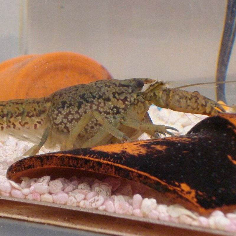 Cambarellus texanus