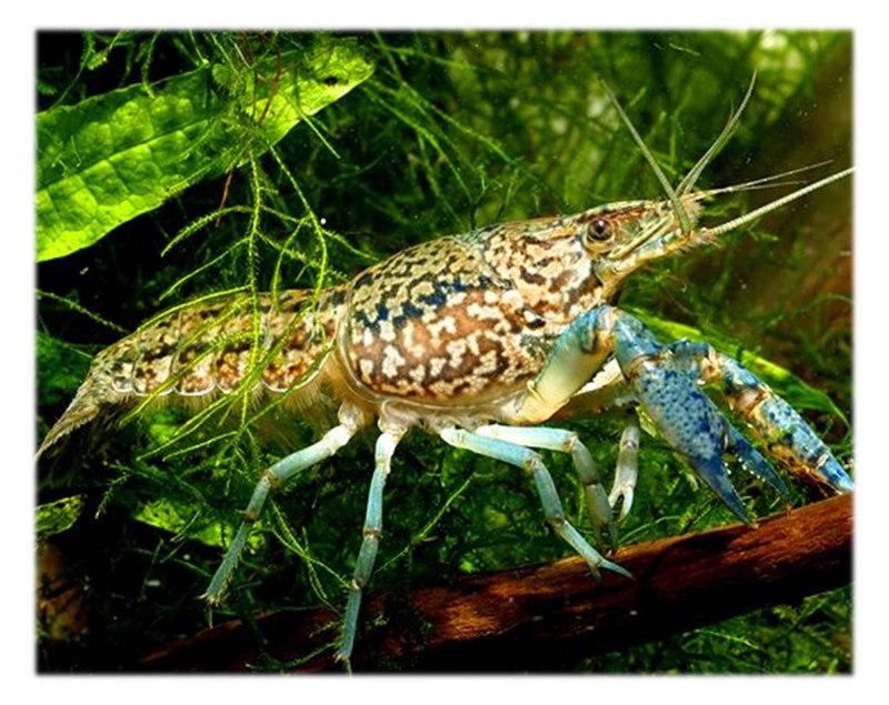 Procambarus virginalis
