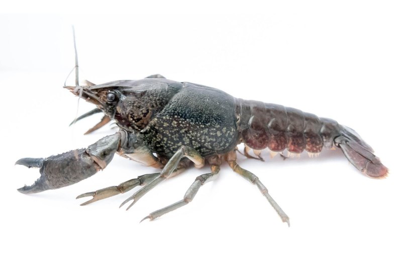 Procambarus fallax