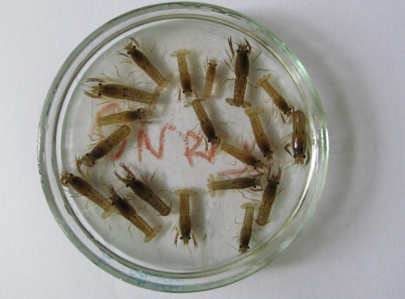 Procambarus fallax