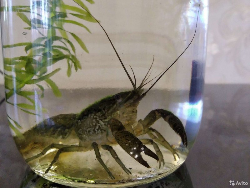 Cherax tenuimanus