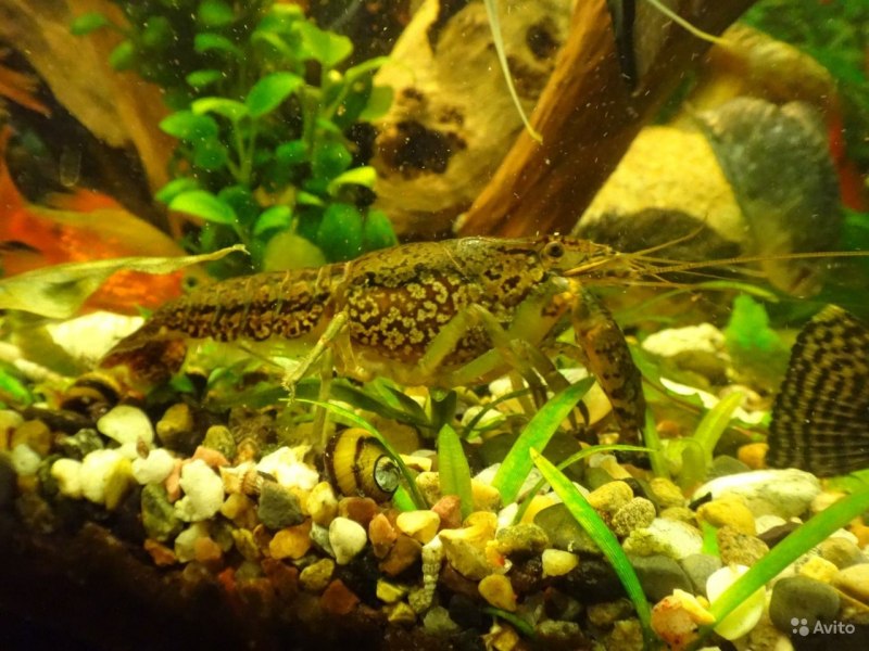 Procambarus fallax