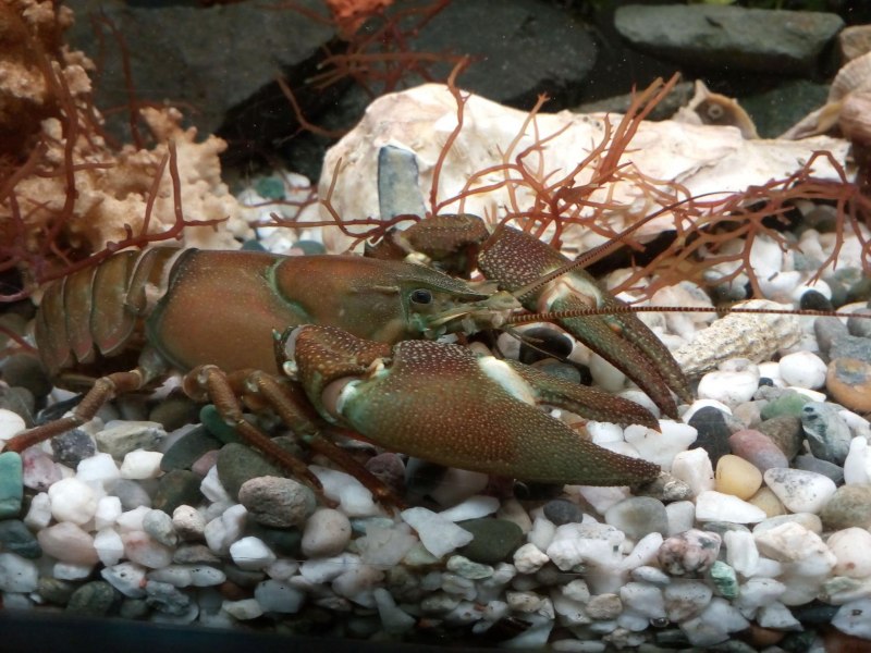 Pacifastacus leniusculus