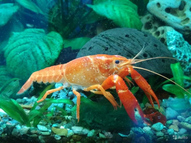 Procambarus virginalis
