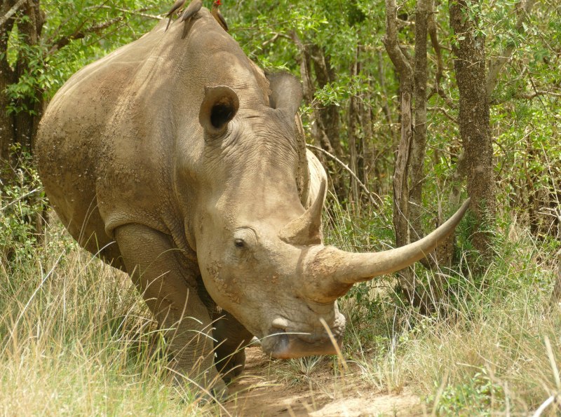 Rinos
