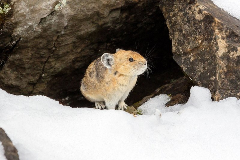 Северная пищуха (Ochotona Hyperborea)