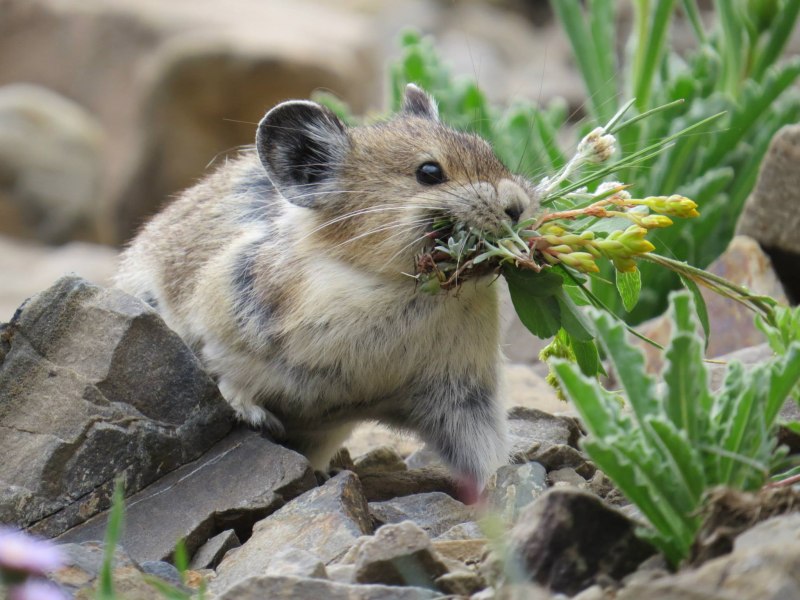 Уральская Северная пищуха (Ochotona Hyperborea uralensis)