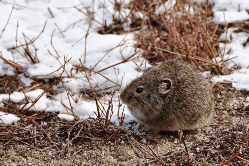 Северная пищуха (Ochotona Hyperborea)