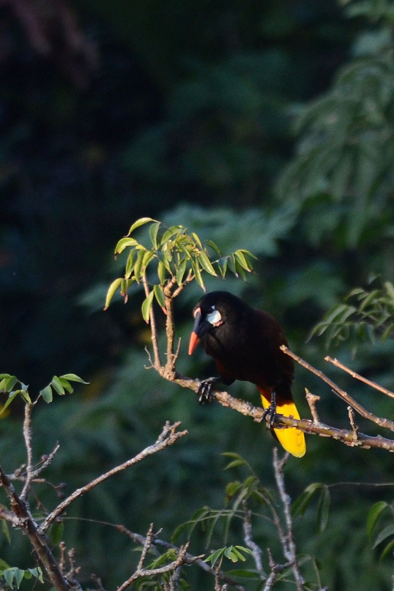 Crested Oropendola