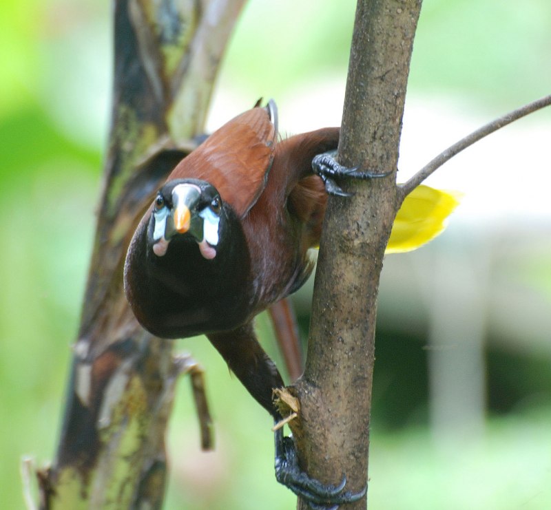 Crested Oropendola