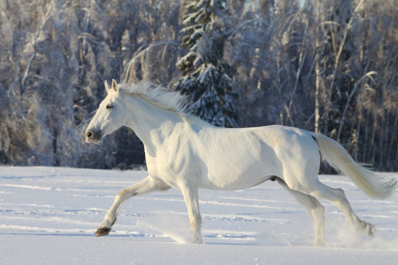 Белая лошадь в снегу