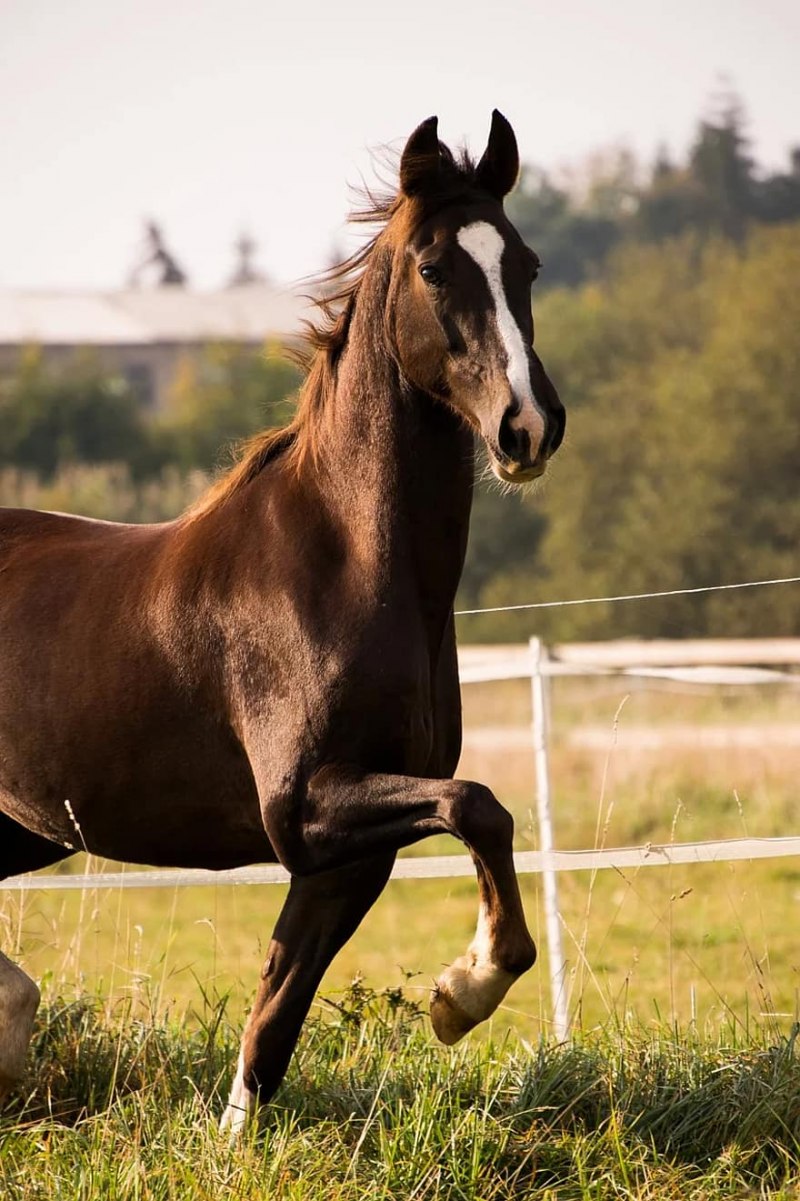 American Saddlebred
