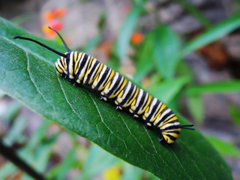 Гусеница бабочки Carthaea saturnioides