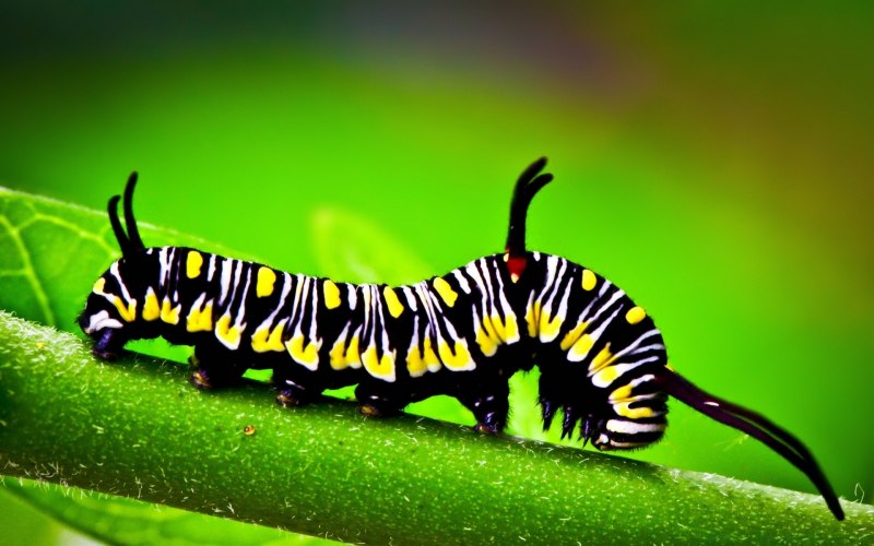 Fall Cankerworm Moth