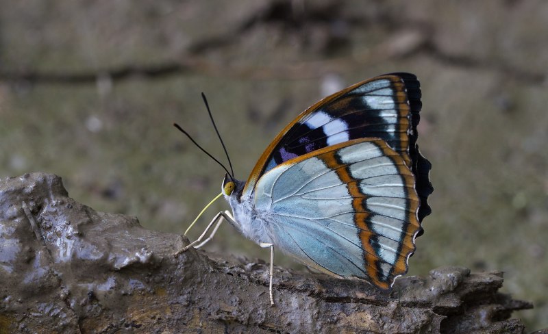 Leafwing бабочка