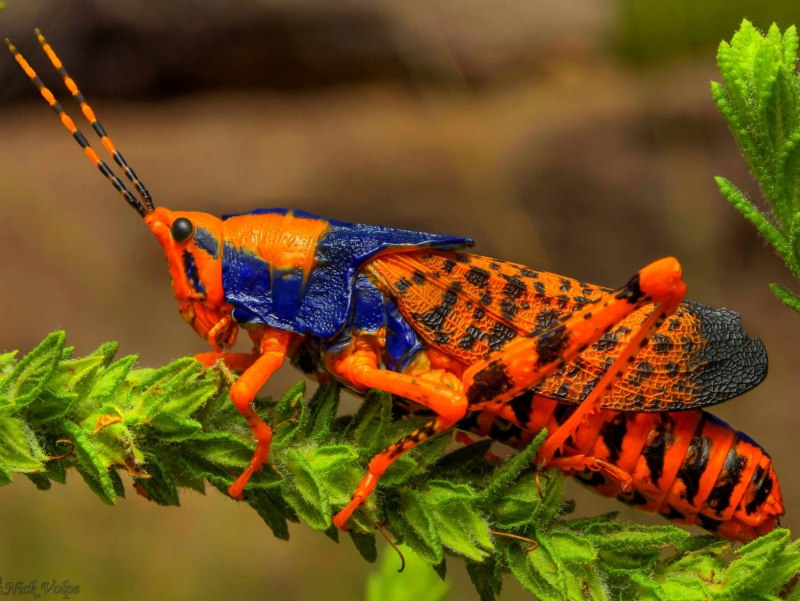 Papilio Rumanzovia бабочка