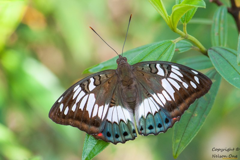 Pieridae бабочка черная Испания