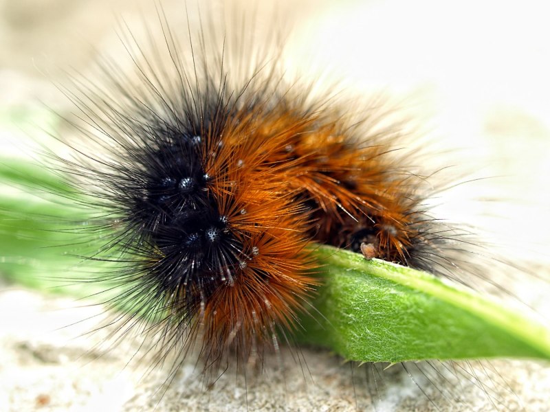 Гусеница Spilosoma menthastri