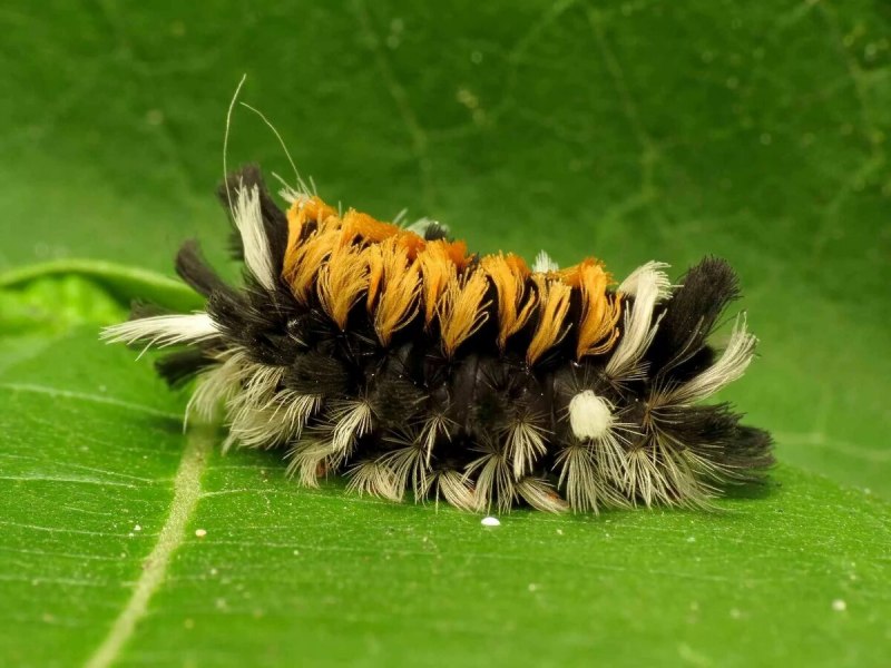 Caterpillar Larvae