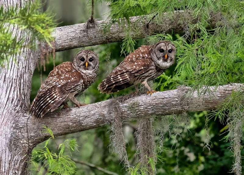 Strix Owl