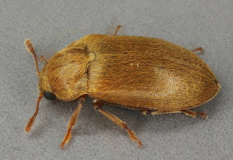 Малинный Жук — Byturus tomentosus f.
