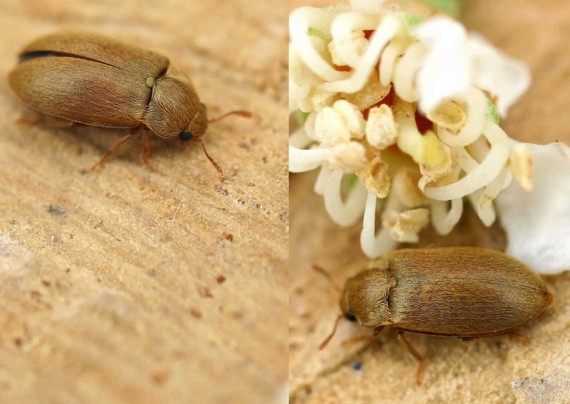 Малинный Жук — Byturus tomentosus f.