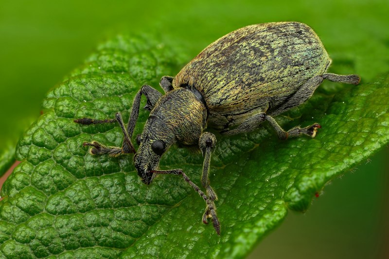 Малинный Жук — Byturus tomentosus f.