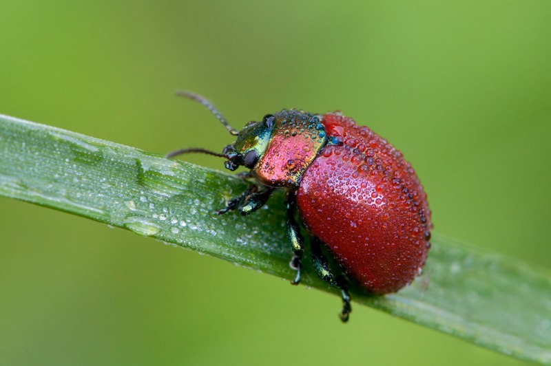 Малинный Жук — Byturus tomentosus f.