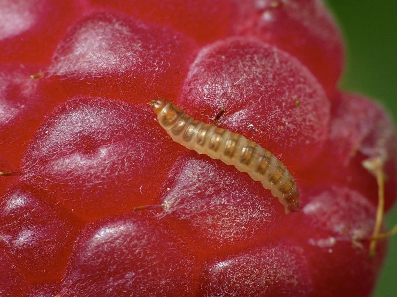 Малинный Жук — Byturus tomentosus f.
