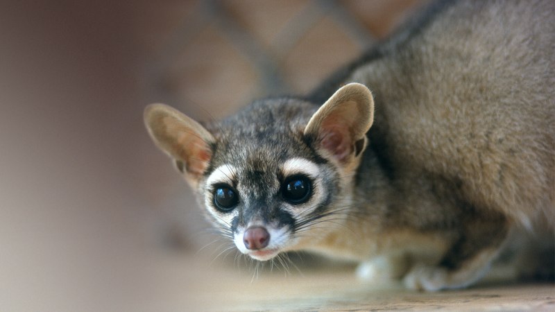 Bassariscus astutus