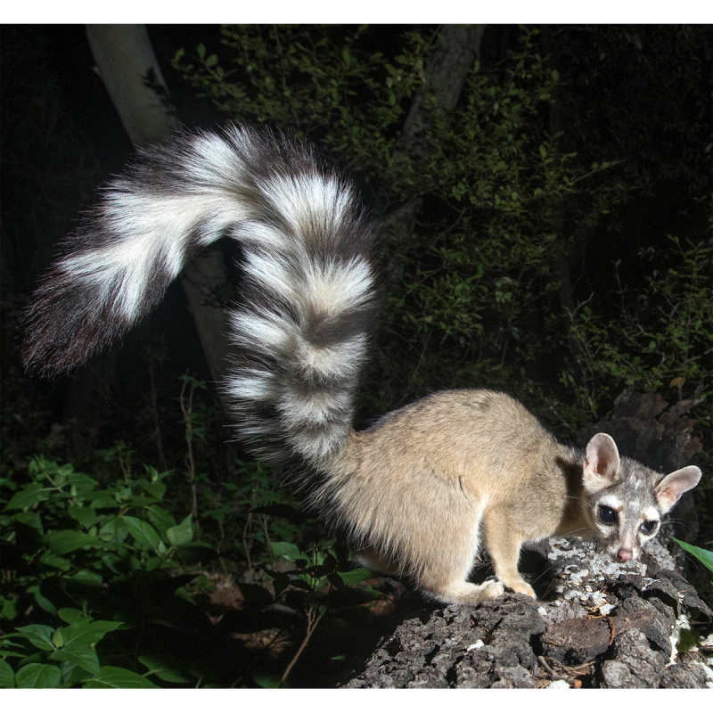 Bassariscus astutus