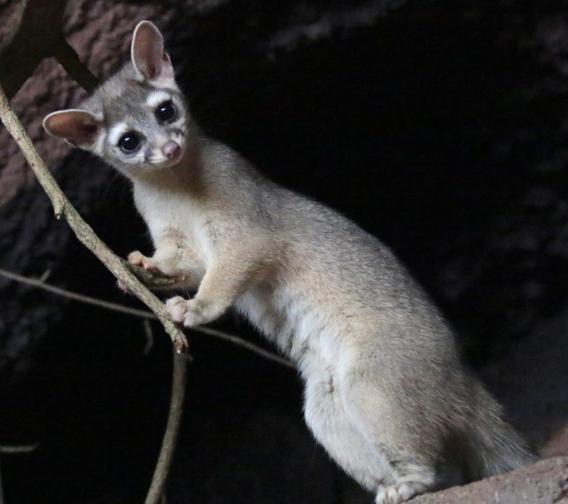 Косумельский енот