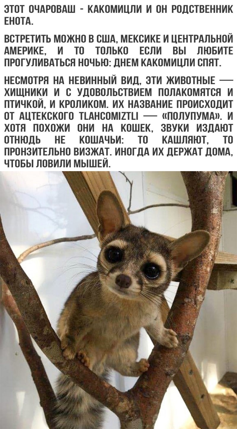 Североамериканский какомицли