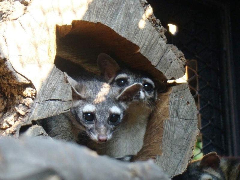 Кошачий енот какомицли