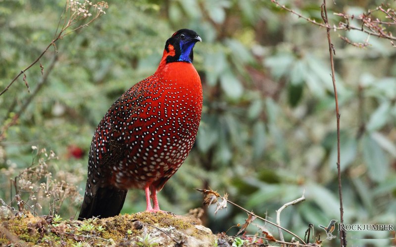 Черноголовый трагопан Tragopan melanocephalus