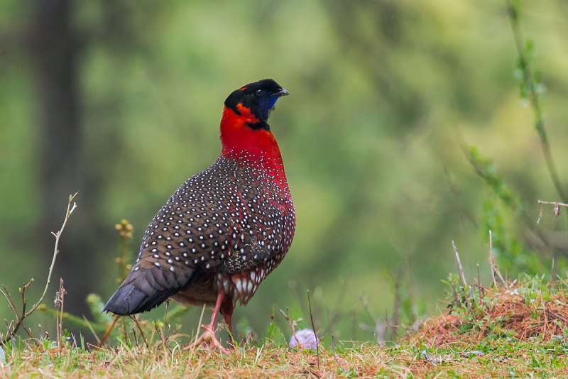 Tragopan blythii