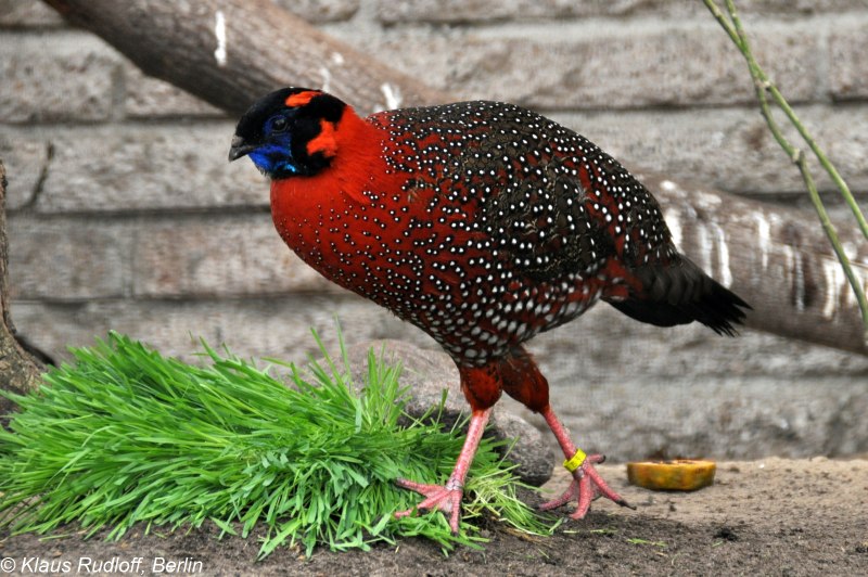 Satyr Tragopan