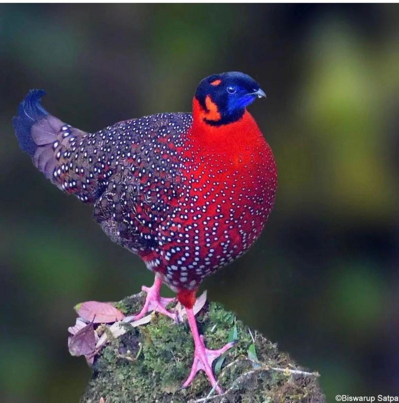 Черноголовый трагопан Tragopan melanocephalus