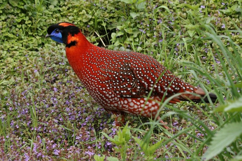 Satyr Tragopan