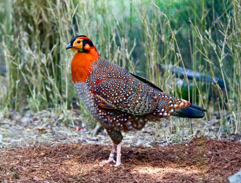 Satyr Tragopan - трагопан-сатир