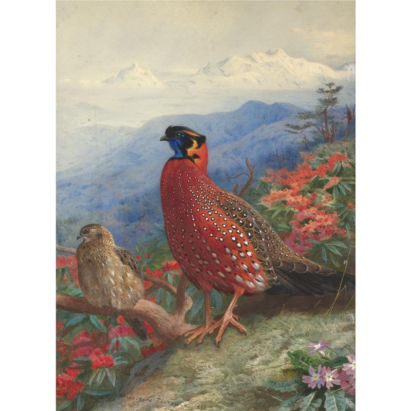 Tragopan satyra трагопан-сатир sikachat