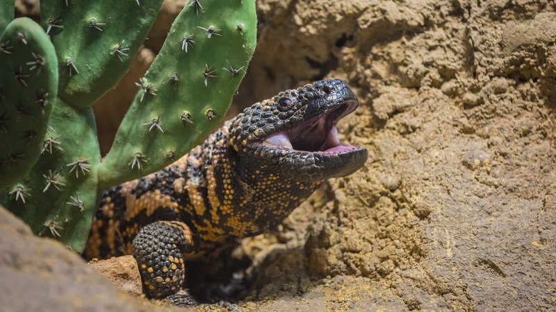 Uromastyx acanthinura